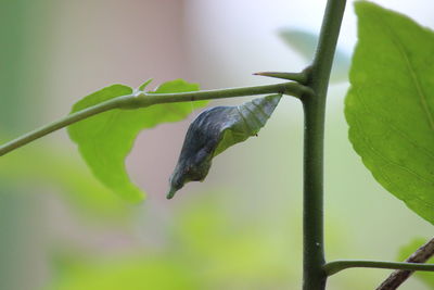 Close-up of insect on plant