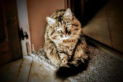 Portrait of cat sitting on floor