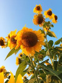 Low angle view of sunflowers against clear sky