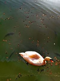 High angle view of ducks in lake