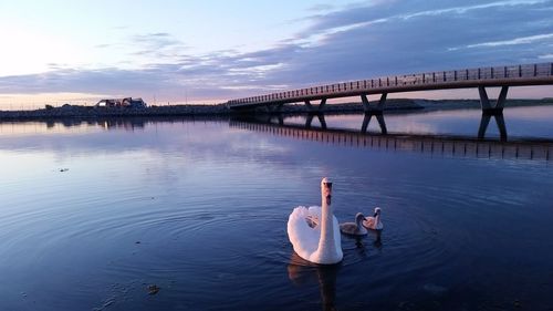 Swan with swanlings swimming in river