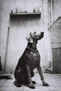 Dog looking away while sitting on wall