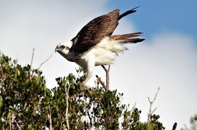 Low angle view of eagle flying against sky