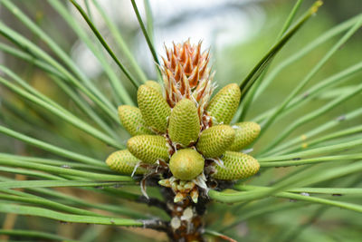 Macro of spruce branches, spruce buds. fresh shoots of branches.