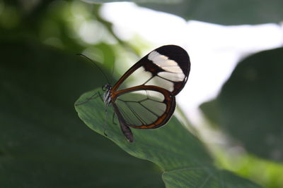 Close-up of butterfly on leaf