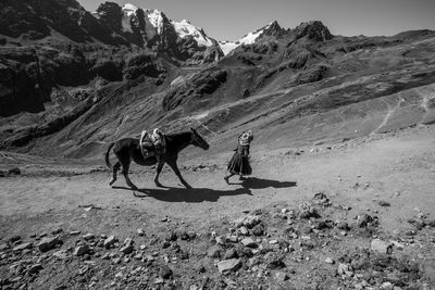 View of a horse on mountain