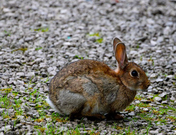 Close-up of rabbit on grass