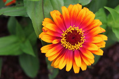 Close-up of orange flower