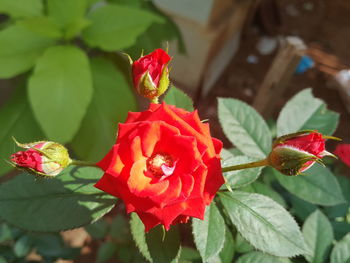 Close-up of red flowering plant