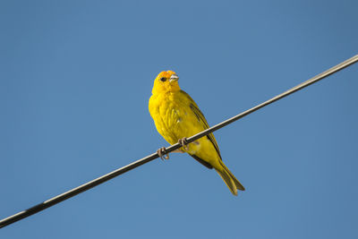 Low angle view of bird perching against clear sky