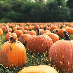 Close-up of pumpkins on field during autumn