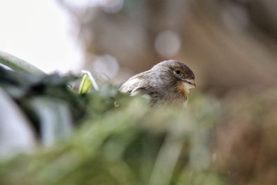 Close-up of bird perching outdoors