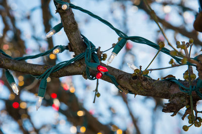 Close-up of berries on tree branch