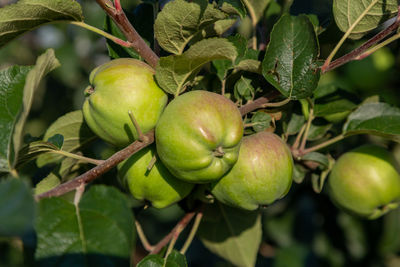 Close-up of apples