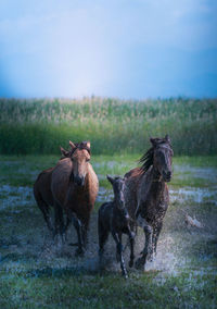 Horse running on field