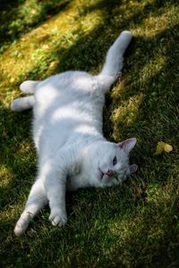 Cat resting on a field