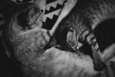 Close-up of cat sleeping