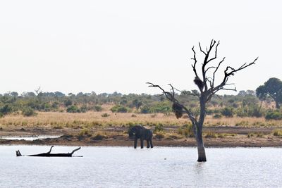 View of animals on landscape against clear sky