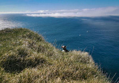 Scenic view of atlantic puffin standing in front of the sea in iceland