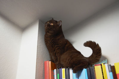 Low angle view of a cat looking away