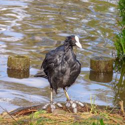 High angle view of bird perching on a lake