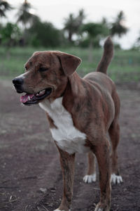 Dog looking away on field