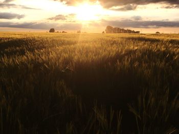Scenic view of agricultural field against sky during sunset