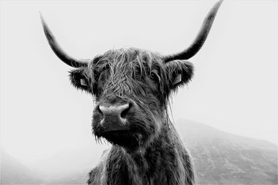 Close-up portrait of highland cattle against clear sky