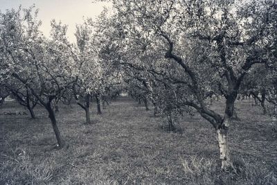 Trees on landscape