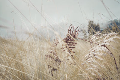 Close-up of grass against sea