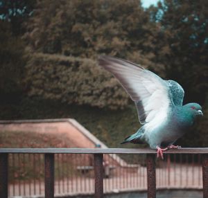 Close-up of bird flying against railing