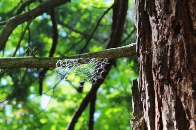 Close-up of lizard on tree trunk in forest