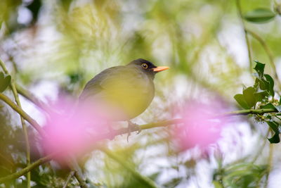 Small bird sitting on branch of tree