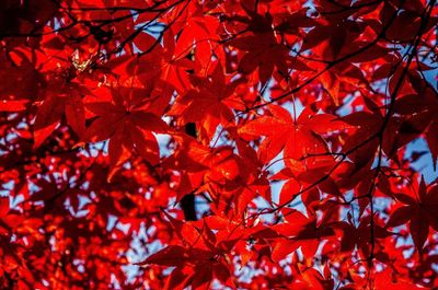 Close-up of maple tree