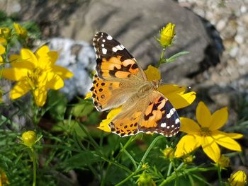 Butterfly on yellow flower