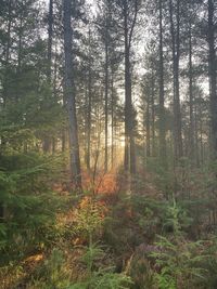 Trees growing in forest