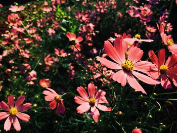 Close-up of pink flowers blooming in field