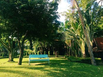 Trees in park