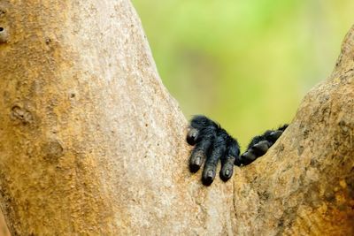 Close-up of gorilla hands on tree trunk