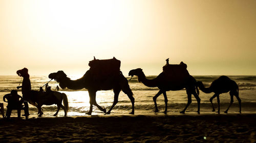 Side view of silhouette camels walking on shore at beach against clear sky during sunset