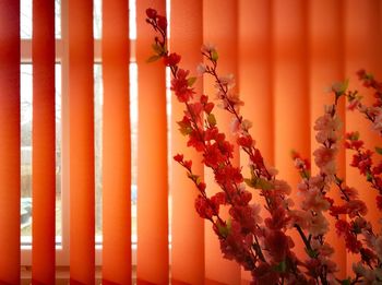 Close-up of orange flowers