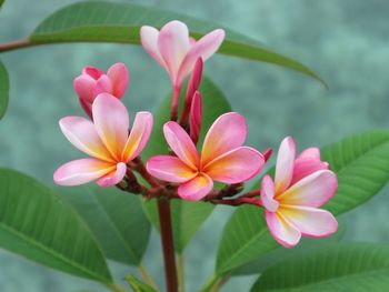 Frangipani flower bloom in the yard