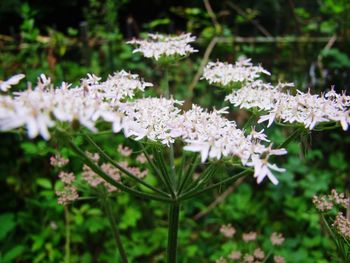 Close-up of flowers blooming outdoors