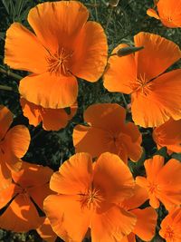 High angle view of orange flowering plant