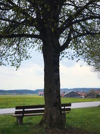 View of tree in field