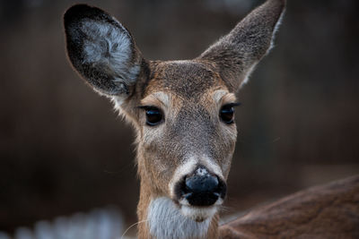 Close-up portrait of lion