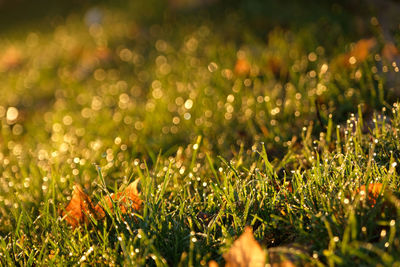 Close up dew drops with golden colourful gliterling bokeh autumn colours and natural sunlight. 