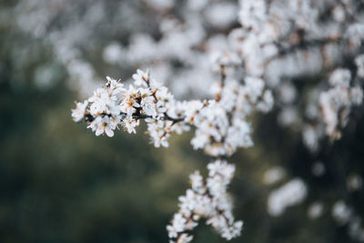 Close-up of white cherry blossom tree