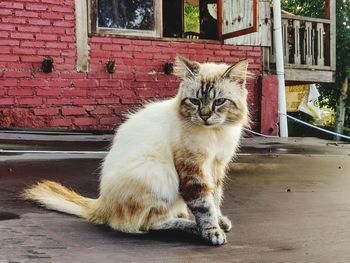 A portrait of a cute cat in covid19 lockdown