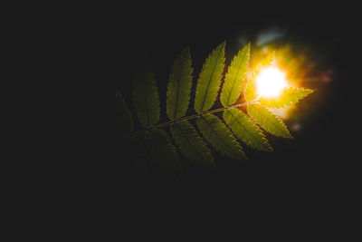 Close-up of plants against sunlight